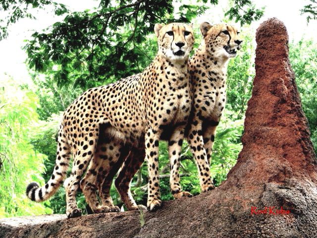 Cheetah